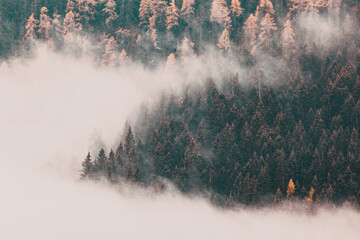 foggy autumn landscape with pine trees