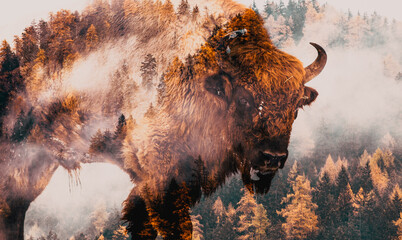 double exposure of bison and foggy forest