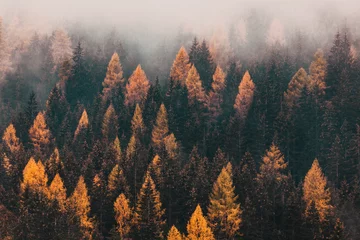Foto op Canvas foggy autumn landscape with pine trees © Melinda Nagy