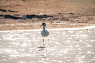 The pied avocet, Recurvirostra avosetta, is a large black and white wader with long, upturned beak