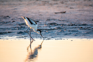 Water bird pied avocet, Recurvirostra avosetta, feeding in the lake. The pied avocet is a large...