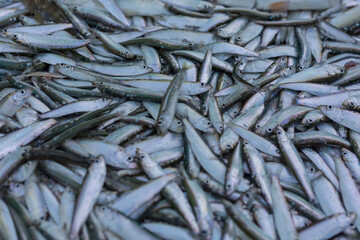 Fresh small fish in large quantities. Selective focusing.