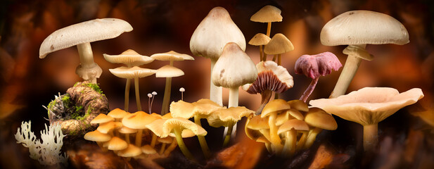 Collection of many British wild mushroom species in the forest with a leafy autumnal background