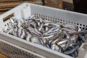 Fresh fish in the box. Sprat, herring, sprats.