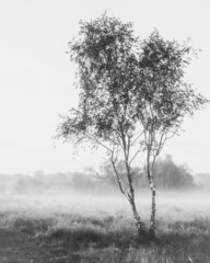 Tree in portrait surrounded by fog on the heath