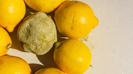 Healthy and rotten lemon fruits