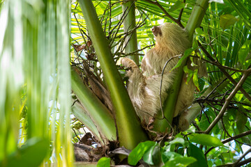 Cute sloth sleeping on palm tree © Headout
