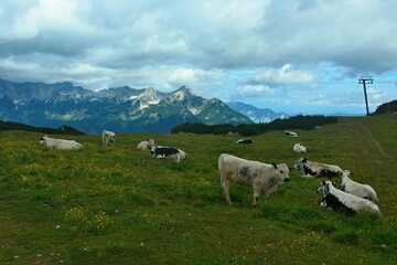 Fototapeta premium Austrian Alps - view of cows grazing on the Schafkögel mountain near Hinterstoder