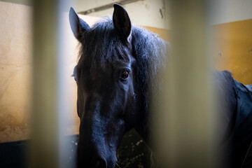 A beautiful black horse inside its stall, observes curiously