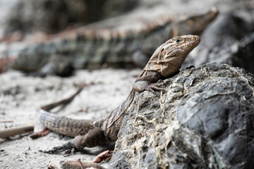 Iguana on the rock