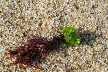 Algue verte et rouge sur le sable d'une plage