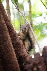 Fototapeta premium Squirrel on tree
