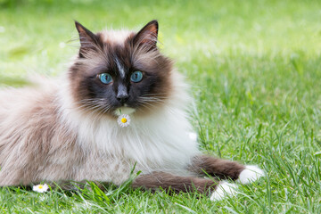 Siberian pedigree cat with blue eyes, relaxing on the grass in the garden, with daisy flower