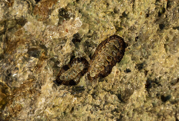 Selective focus on acanthopleura granulata in coastline rocks on the Red Sea coast. West Indian fuzzy chiton