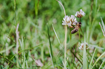 Insect on a meadow flower. A bee on a clover flower. White wildflower.