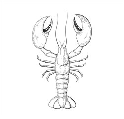Lobster seafood sketch engraving vintage style - 476012407