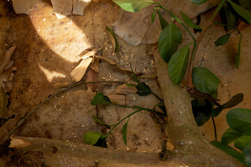 roots in the forest
