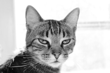 Unimpressed cat in black and white