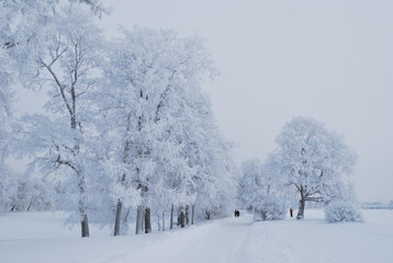 Beautiful park in winter