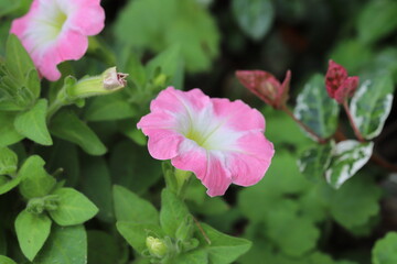 Obraz premium 春の庭に咲くピンク色のペチュニアの花