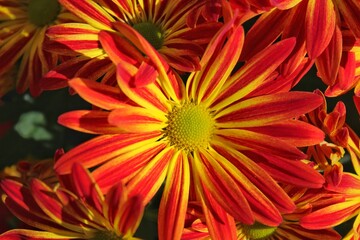 red and yellow chrysanthemum