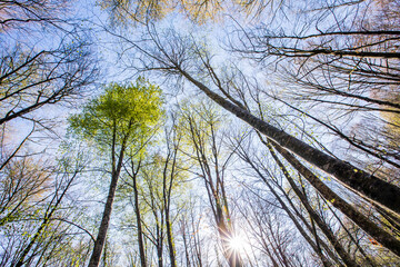 Spring sunrise in La Fageda D En Jorda Forest, La Garrotxa, Spain