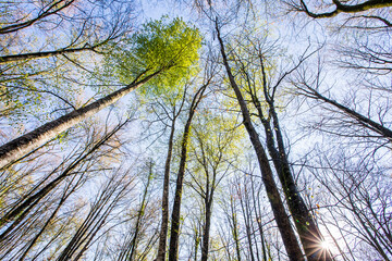 Spring sunrise in La Fageda D En Jorda Forest, La Garrotxa, Spain