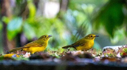 A Yellow-browed bulbul couple feeding on fruits fallen on the ground in Sinharaja Rainforest, Sri Lanka