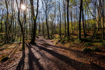 Obraz premium Spring sunrise in La Fageda D En Jorda Forest, La Garrotxa, Spain