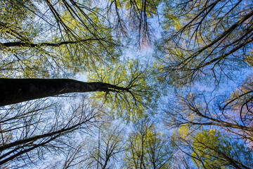 Spring sunrise in La Fageda D En Jorda Forest, La Garrotxa, Spain