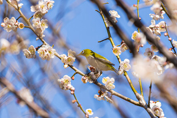 梅の蜜を吸うメジロ