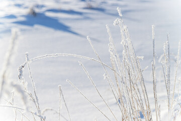 Dry grass covered with frost in a snowy field. Sunny frosty day. Winter nature background, close up