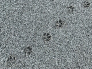 Dog footprints in the sea sand. Background texture: summer beach walks. Animal footprint on the sandy seashore.