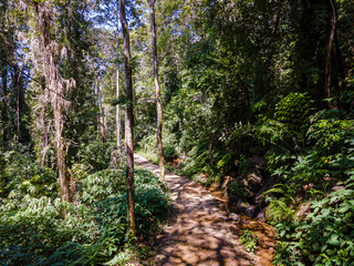 on a path along Sinharaja Rain Forest leading to a border village in Sri Lanka