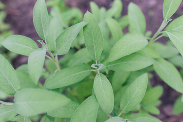 Sage is a plant in the garden. Spice. Green textured leaves of the plant.	