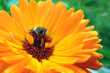 A close-up of a bee sitting on an orange pot marigold flower and cleaning its proboscis, blurred green background