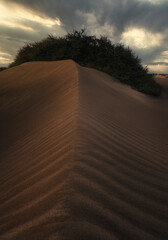 Desert dunes at sunset in summer
