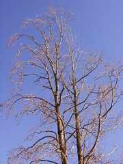 初冬の公園のユリノキと青空