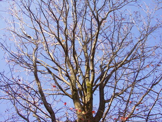 初冬の公園のモミジバフウの枯れ木と青空