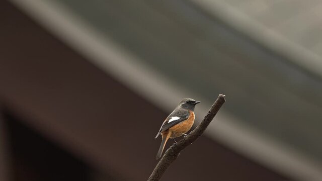 Male Daurian redstart taking off from branch.