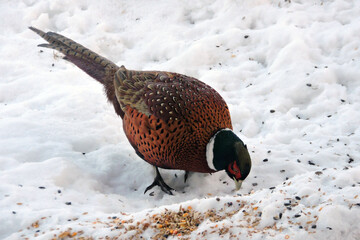 A portrait of a male pheasant standing in snow and eating seeds under a bird feeder