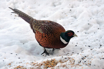 A portrait of a male pheasant standing in snow and eating seeds under a bird feeder
