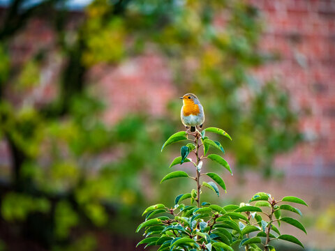 Square shot of a little Rotkehlchen stanging on a plant.