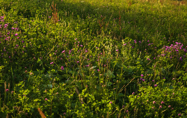 Beautiful green grass with purple flowers on a sunny day