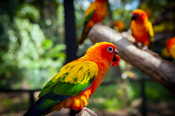 Lovebird is the common name for the genus Agapornis,
