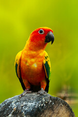 Lovebird is the common name for the genus Agapornis,
