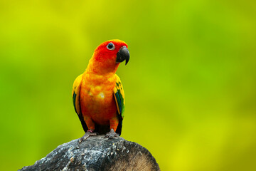 Lovebird is the common name for the genus Agapornis,
