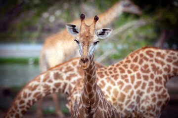Giraffe is the tallest animal on the planet.

