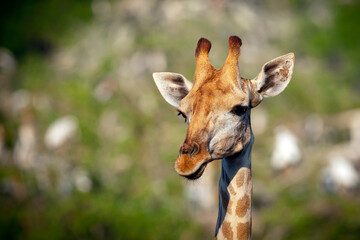 Giraffe is the tallest animal on the planet.
