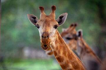 Giraffe is the tallest animal on the planet.
